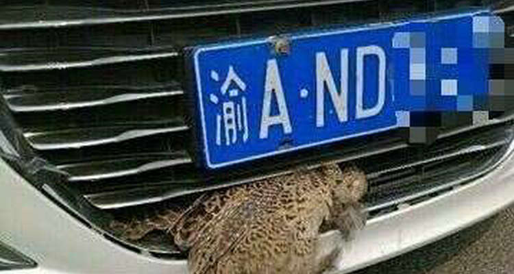 遮擋號牌怎么處罰2023新交規